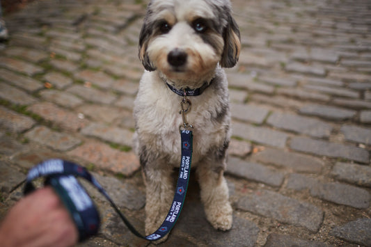 Hearts Dog Leash
