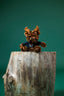 Mini Moxie the Moose Plush